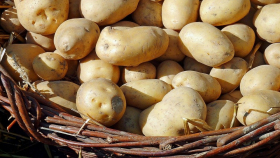 Американские учёные научились «лечить» картофель